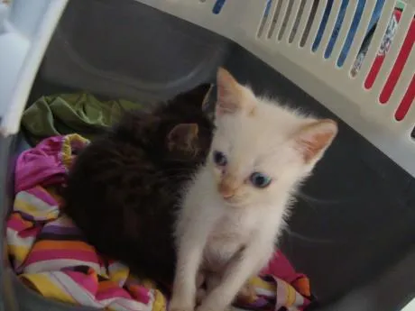 Gato ra a Srd idade Abaixo de 2 meses nome Branquinho