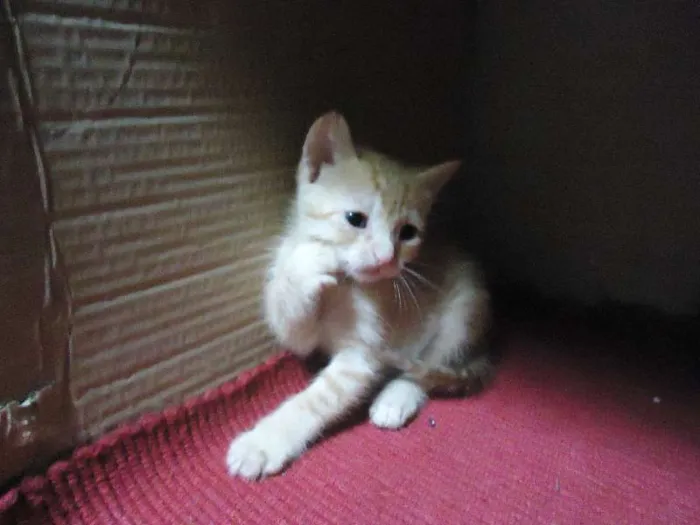Gato ra a SRD idade Abaixo de 2 meses nome Sem nome