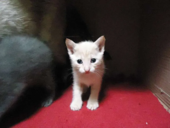 Gato ra a SRD idade Abaixo de 2 meses nome Sem nome
