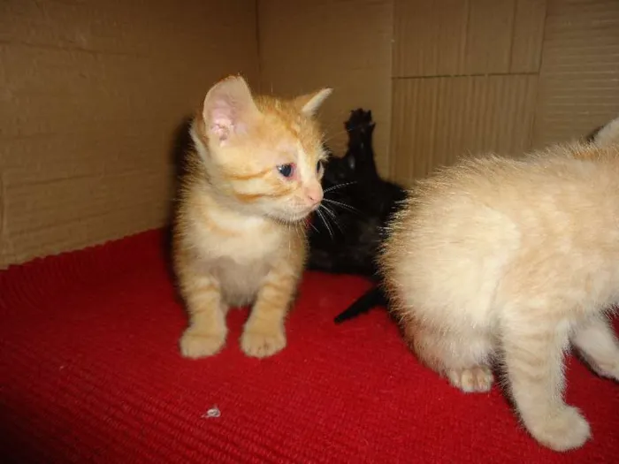 Gato ra a SRD idade Abaixo de 2 meses nome Sem nome