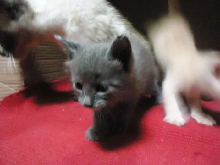 Gato ra a SRD idade Abaixo de 2 meses nome Sem nome