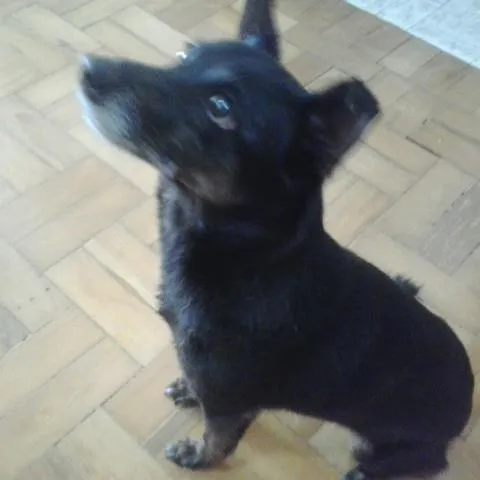 Cachorro ra a SRD idade  nome Não sei
