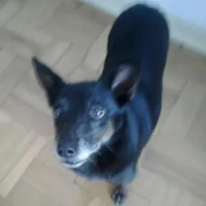 Cachorro raça SRD idade  nome Não sei