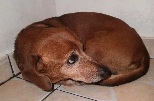 Cachorro ra a vira lata idade 4 anos nome Preciso de vc!