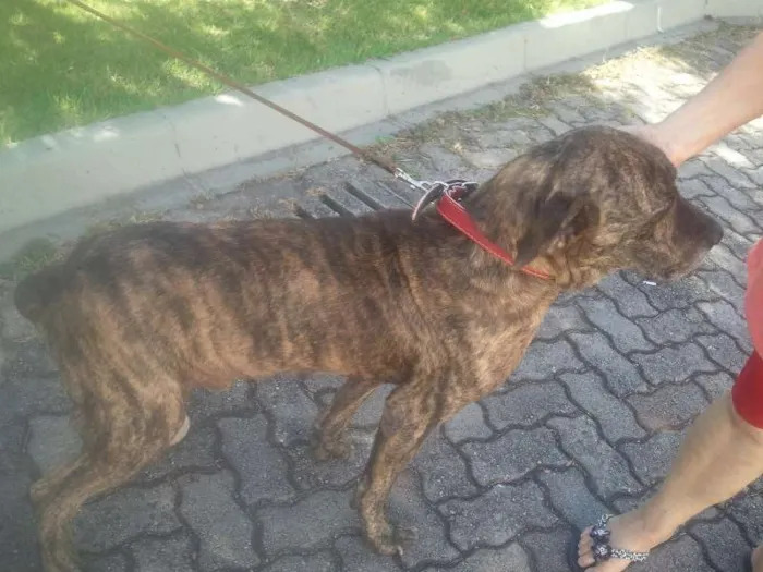 Cachorro ra a Fila idade 6 ou mais anos nome Sansão