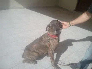 Cachorro raça Fila idade 6 ou mais anos nome Sansão