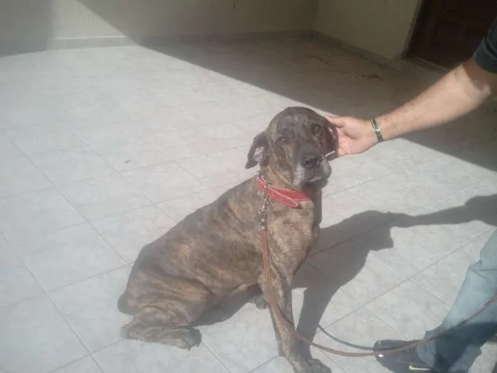 Cachorro ra a Fila idade 6 ou mais anos nome Sansão