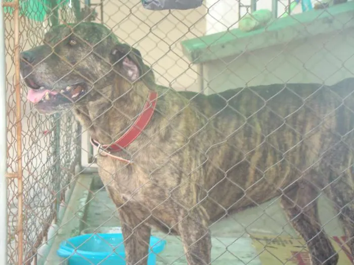 Cachorro ra a Fila idade 6 ou mais anos nome Sansão