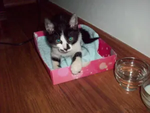 Gato raça SRD idade 2 a 6 meses nome Sem nome