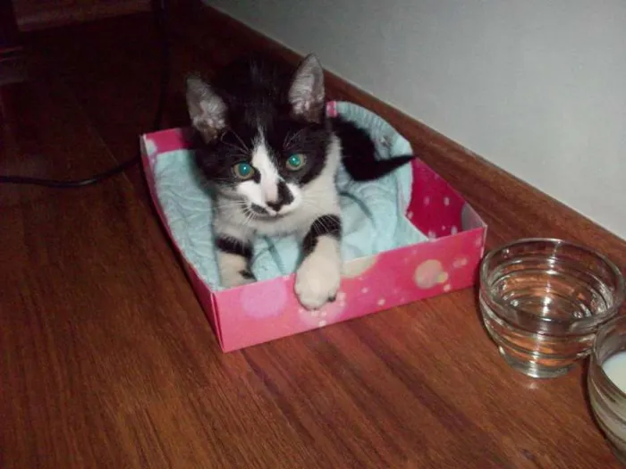 Gato ra a SRD idade 2 a 6 meses nome Sem nome