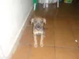 vários