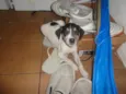 vários