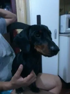 Cachorro ra a salsichinha idade 2 anos nome Guri GRATIFICA