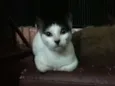 Nina
