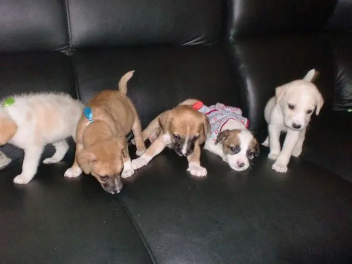 Cachorro raça INDEFINIDA idade 2 a 6 meses nome ADOTE !