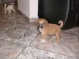 ADOTE !