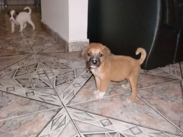 Cachorro raça INDEFINIDA idade 2 a 6 meses nome ADOTE !