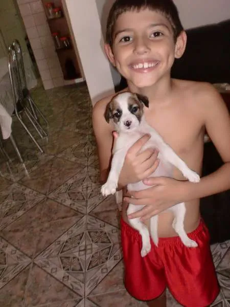 Cachorro raça INDEFINIDA idade 2 a 6 meses nome ADOTE !