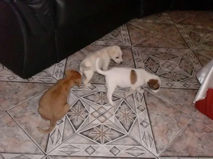 Cachorro raça INDEFINIDA idade 2 a 6 meses nome ADOTE !