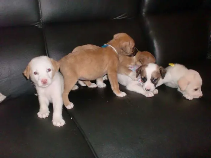 Cachorro raça INDEFINIDA idade 2 a 6 meses nome ADOTE !