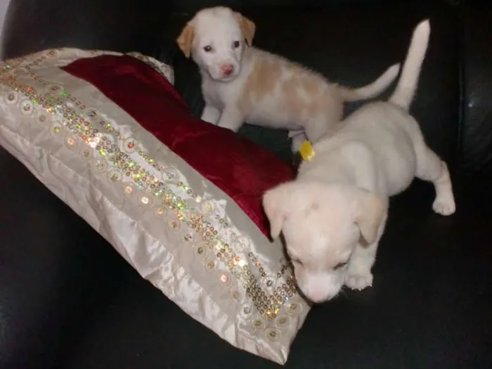 Cachorro raça INDEFINIDA idade 2 a 6 meses nome ADOTE !