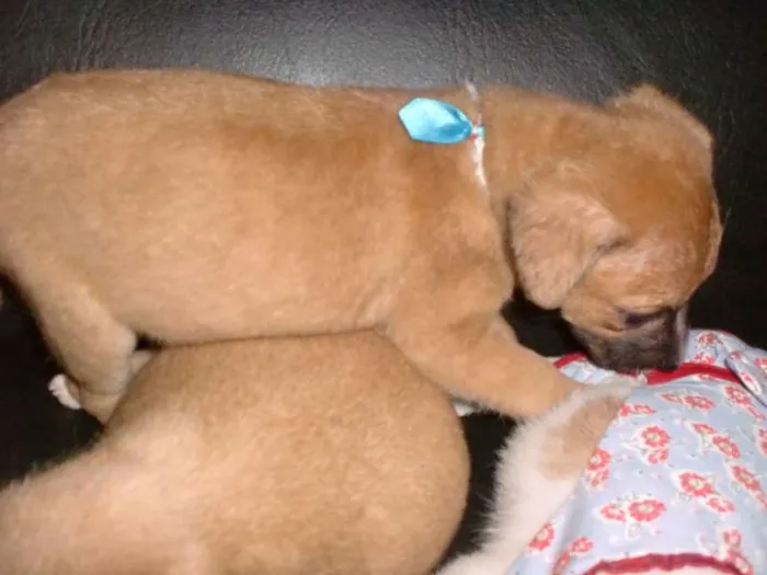 Cachorro raça INDEFINIDA idade 2 a 6 meses nome ADOTE !