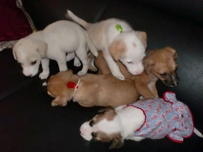 Cachorro raça INDEFINIDA idade 2 a 6 meses nome ADOTE !