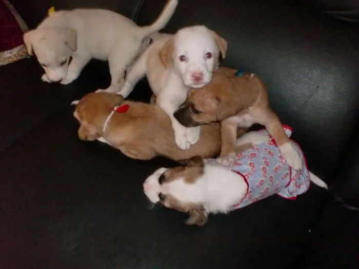 Cachorro raça INDEFINIDA idade 2 a 6 meses nome ADOTE !