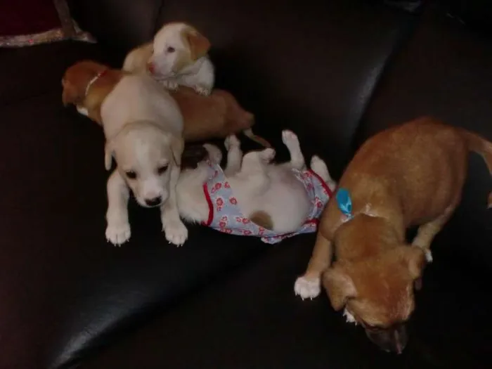 Cachorro raça INDEFINIDA idade 2 a 6 meses nome ADOTE !