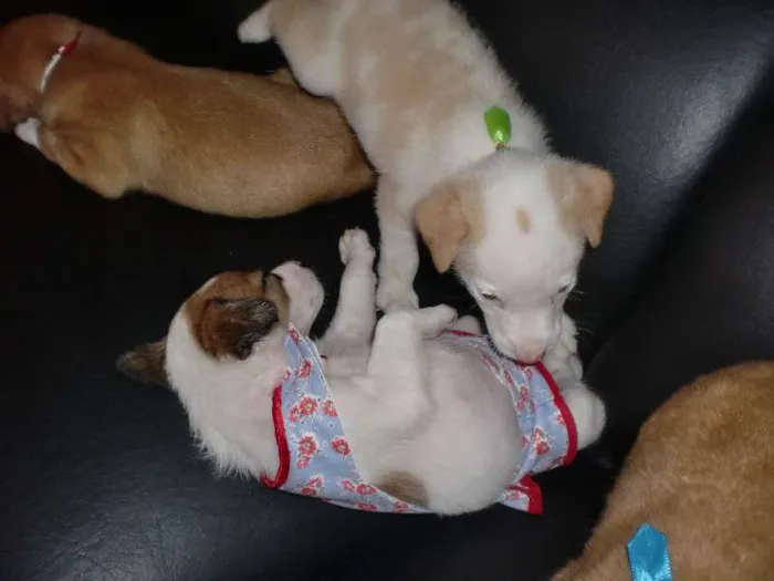 Cachorro raça INDEFINIDA idade 2 a 6 meses nome ADOTE !