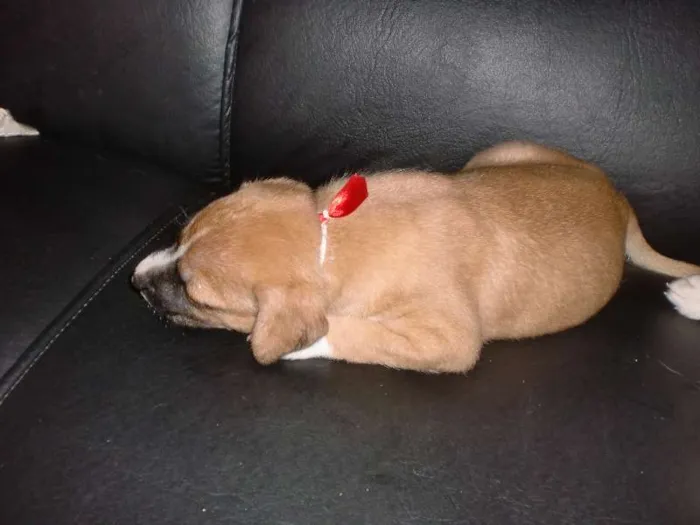 Cachorro raça INDEFINIDA idade 2 a 6 meses nome ADOTE !