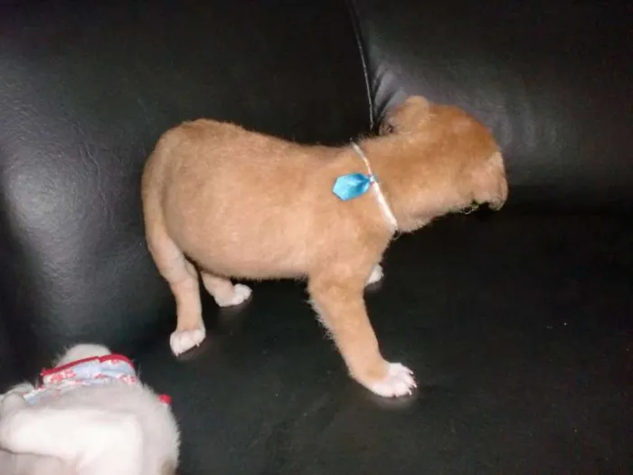 Cachorro raça INDEFINIDA idade 2 a 6 meses nome ADOTE !