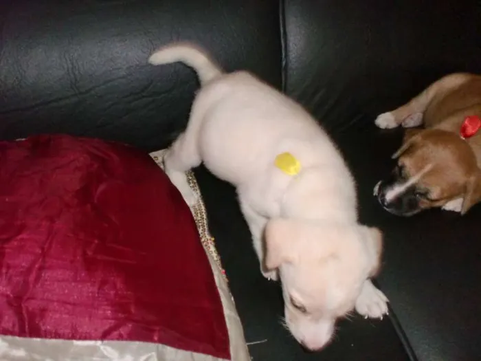 Cachorro raça INDEFINIDA idade 2 a 6 meses nome ADOTE !