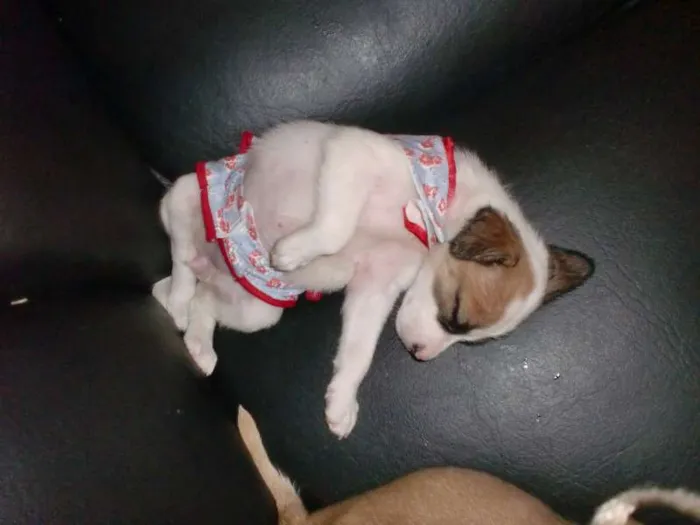 Cachorro raça INDEFINIDA idade 2 a 6 meses nome ADOTE !