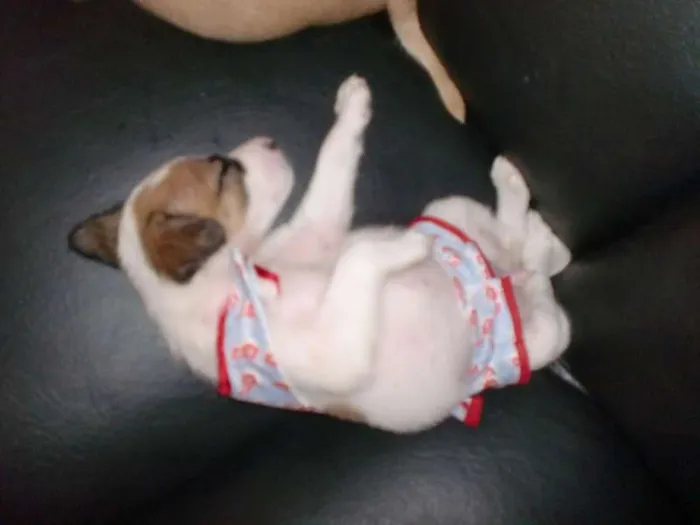 Cachorro raça INDEFINIDA idade 2 a 6 meses nome ADOTE !