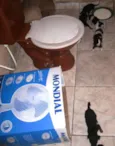 Vários cachorrinhos