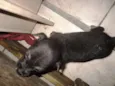 Vários cachorrinhos