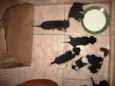 Vários cachorrinhos