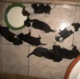 Vários cachorrinhos