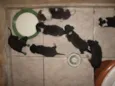 Vários cachorrinhos