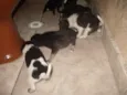 Vários cachorrinhos