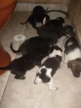Vários cachorrinhos