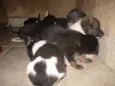 Vários cachorrinhos