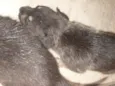 Vários cachorrinhos