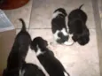 Vários cachorrinhos