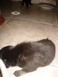 Vários cachorrinhos