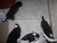 Vários cachorrinhos