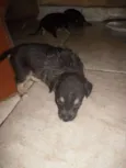 Vários cachorrinhos
