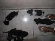 Vários cachorrinhos