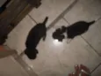Vários cachorrinhos